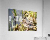 Belle journee au soleil Impression acrylique