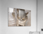 Chat chez soi   Acrylic Print