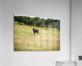 Cheval au galop Acrylic Print