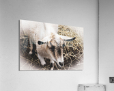 A la ferme Acrylic Print