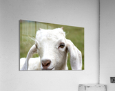 Chevre blance de M. Seguin  Acrylic Print
