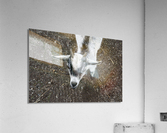 Bebe chevre Impression acrylique