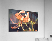 Lys au soleil dete Acrylic Print