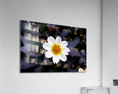 Fleur naturel Acrylic Print