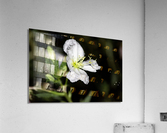 Fleurs power Acrylic Print