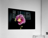 Hibiscus de nuit  Acrylic Print