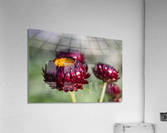  immortelle a bracteesfleur Impression acrylique