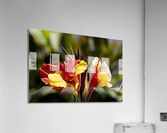 Balisier comestible Acrylic Print