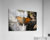 Resting Radiance: Orange-Winged Butterfly on Grey Rock Acrylic Print