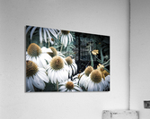 Splendeur botanique : Champs de fleurs dEchinace capture en macro avec une touche de desaturation Acrylic Print