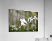 Luminosite florale : Fleur de Gaura en pose macro details captivants et fond bokeh Acrylic Print