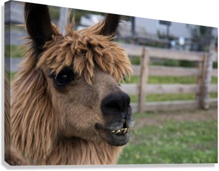 Alpaga dans sa ferme Canvas Print