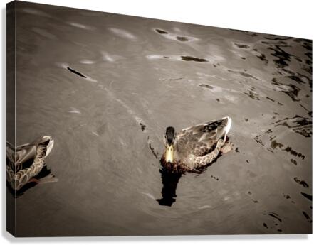 Canard style sepia Canvas Print