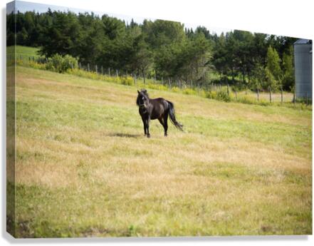 Cheval au galop Canvas Print