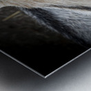 Chevre et compagnon Metal print