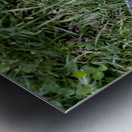 Suisse du Quebec  Metal print