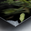 Projet qqq20190905 0174 Metal print