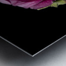 Hibiscus de nuit  Metal print