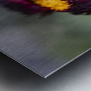  immortelle a bracteesfleur Impression metal