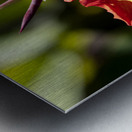 Balisier comestible Metal print