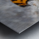 Resting Radiance: Orange-Winged Butterfly on Grey Rock Metal print