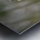 Luminosite florale : Fleur de Gaura en pose macro details captivants et fond bokeh Metal print