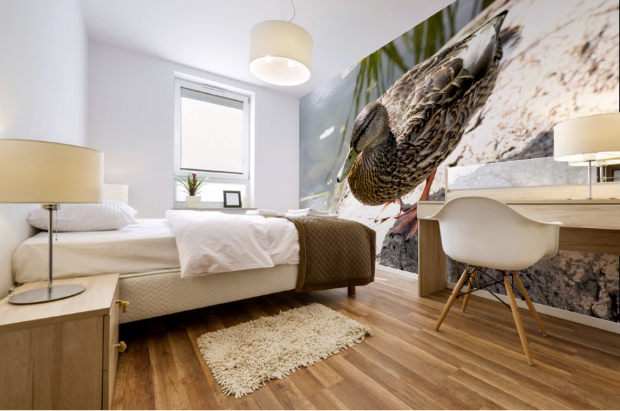Canard du Quebec Mural print