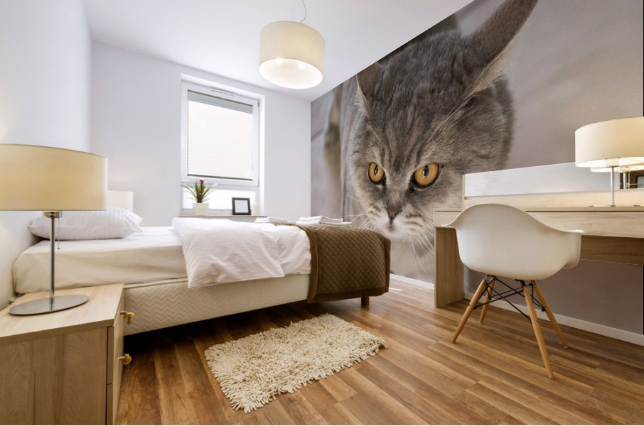 Chat chez soi   Mural print