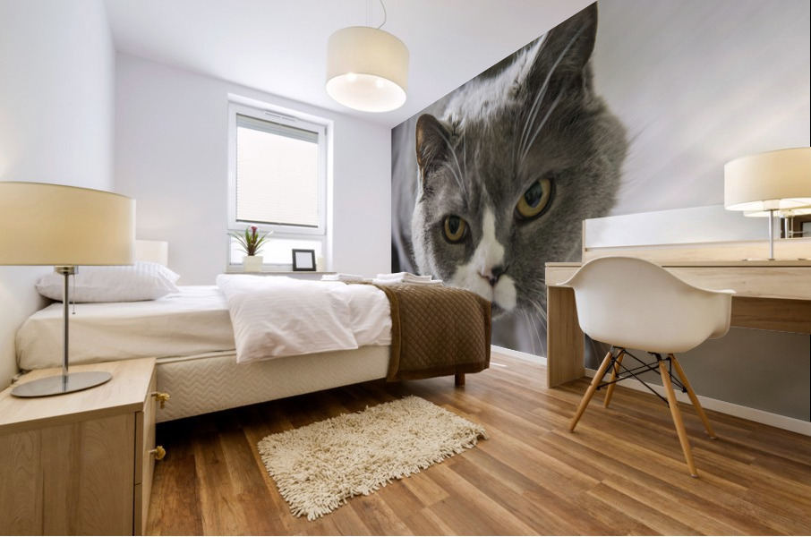 Chat adorable Mural print