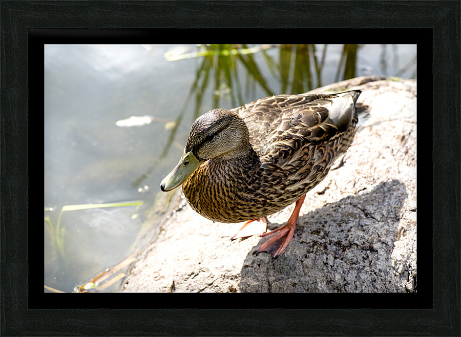 Canard du Quebec Picture Frame print