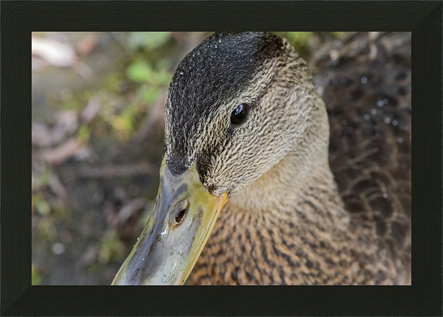 canard macro Picture Frame print