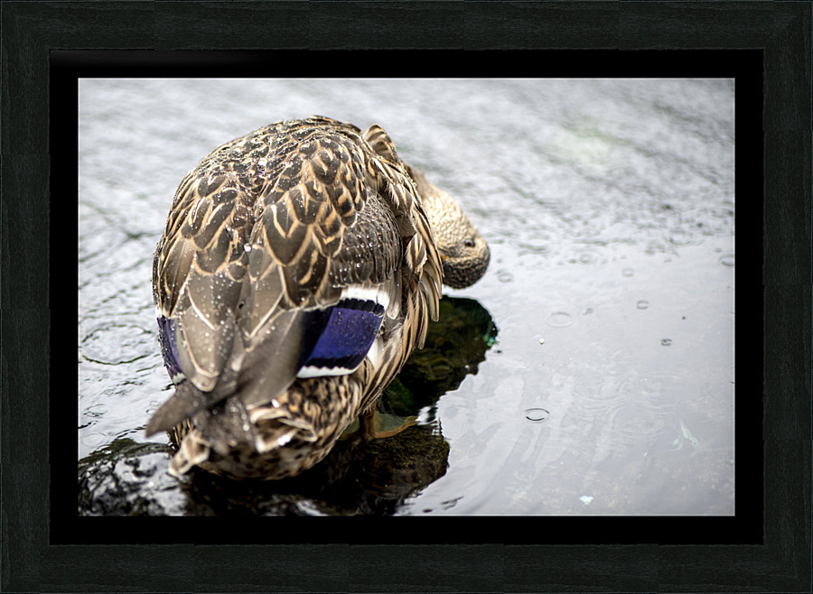 Canard en action Picture Frame print