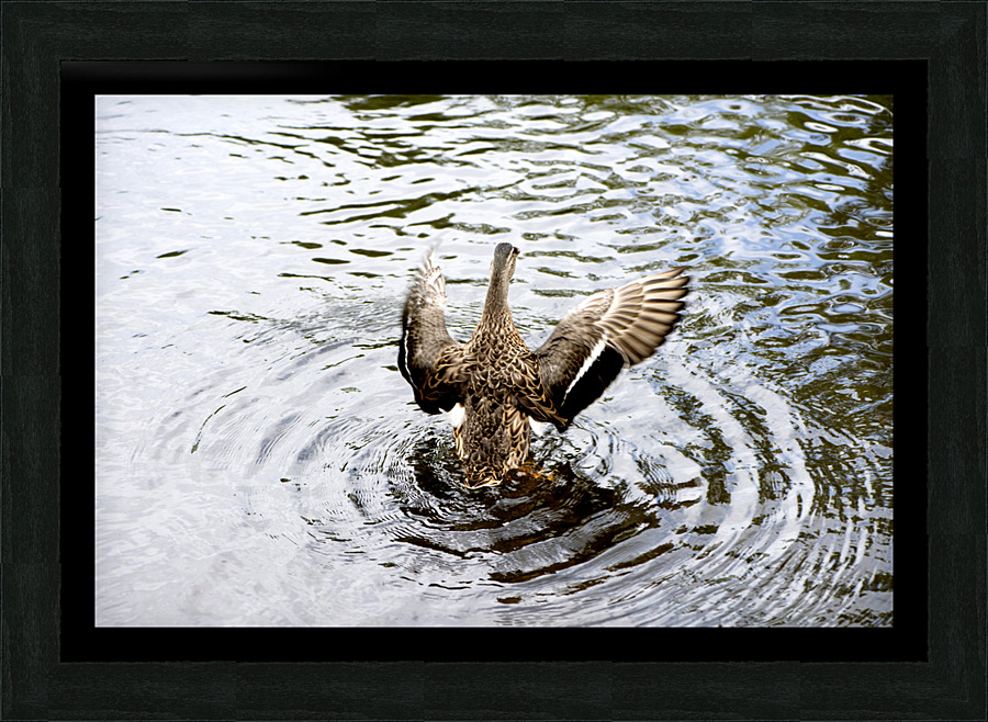Canard envol Picture Frame print