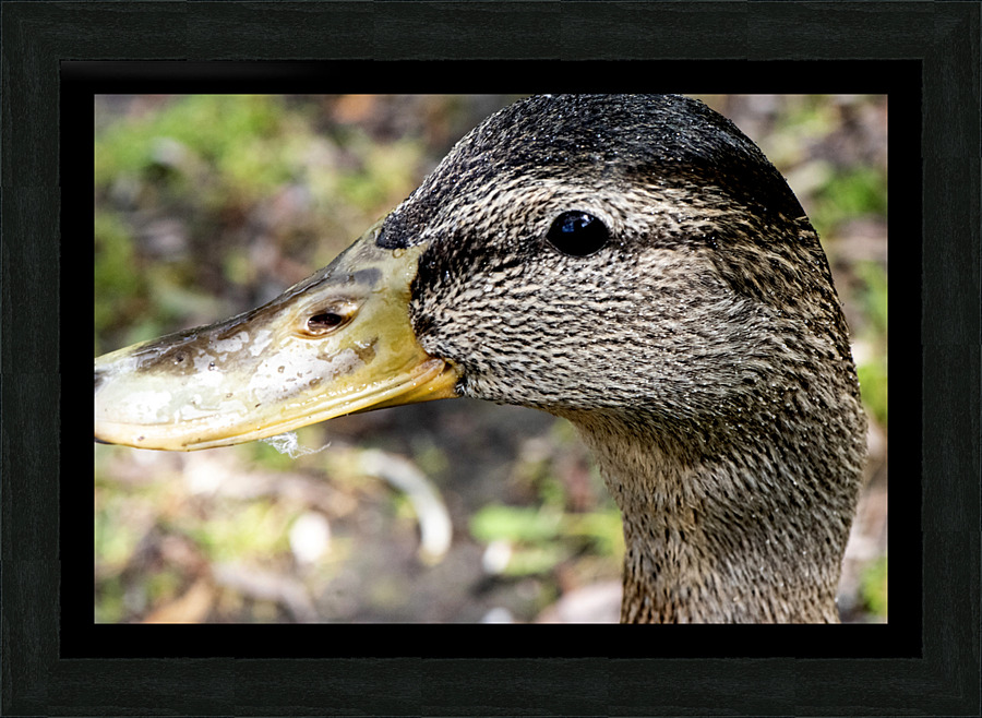Canard Macro Picture Frame print
