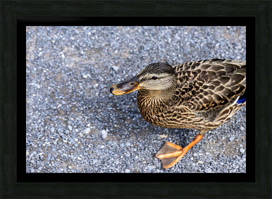 Canard perdu  Picture Frame print