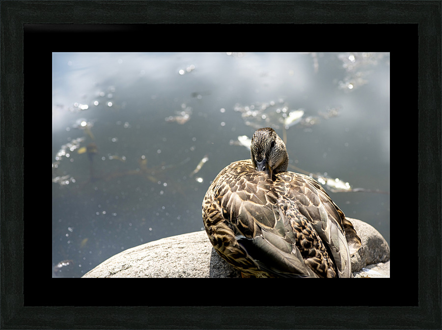 Canard qui flane Picture Frame print
