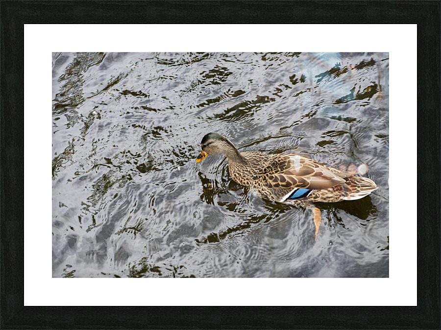 Grand Navigateur du Quebec Picture Frame print