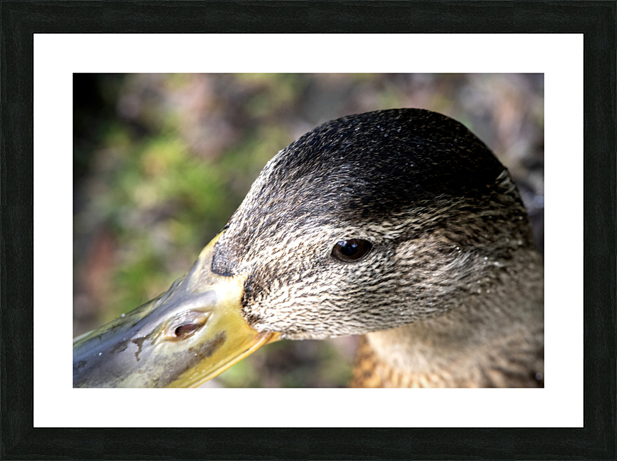Macro canard Picture Frame print