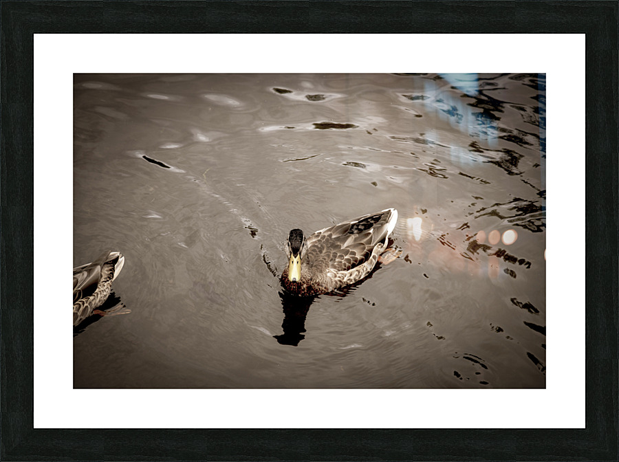 Canard style sepia Picture Frame print