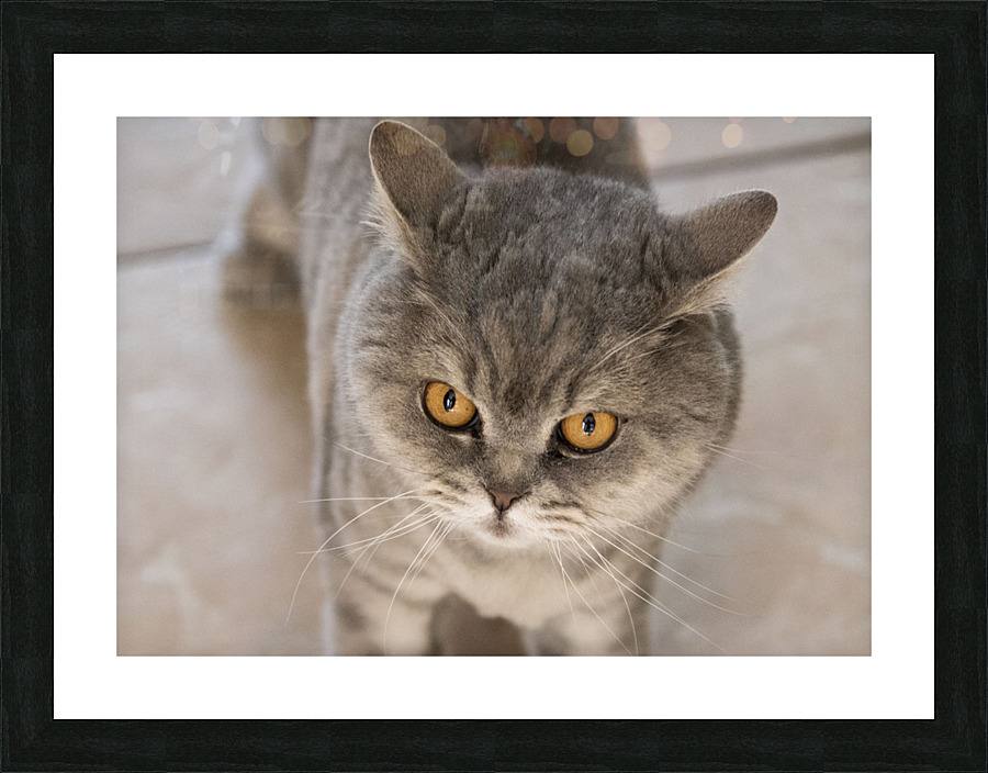 Chat chez soi   Picture Frame print