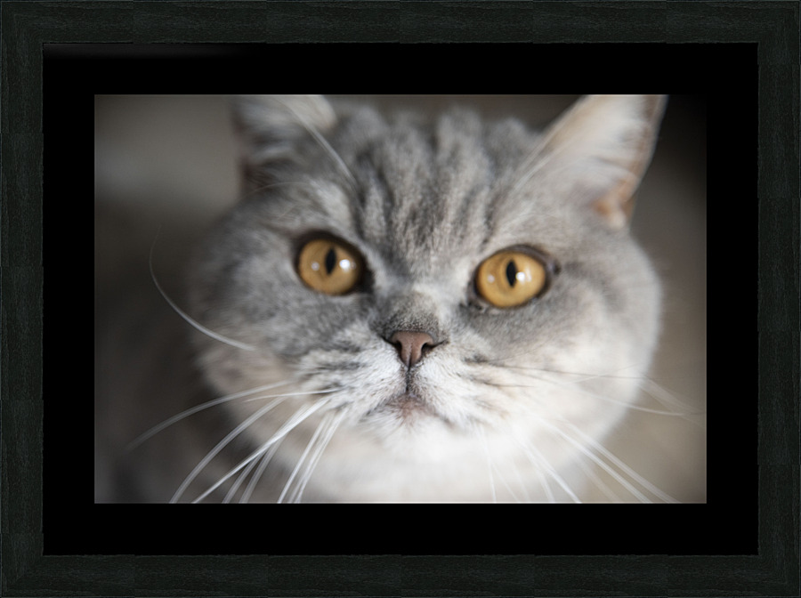 Chat macro Picture Frame print