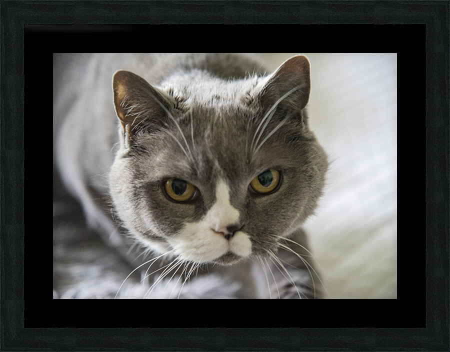 Chat adorable Picture Frame print