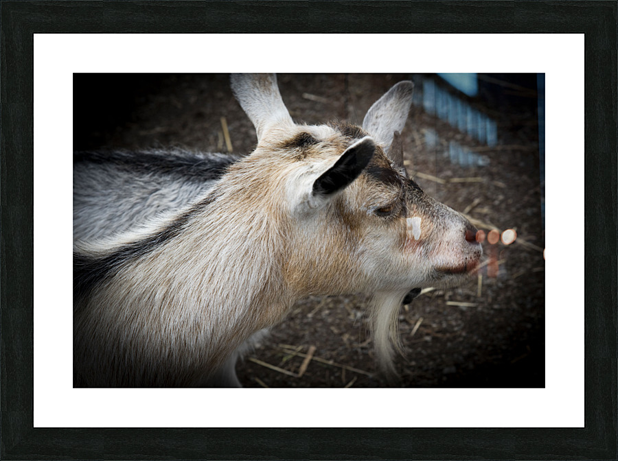 Chevre et compagnon Picture Frame print