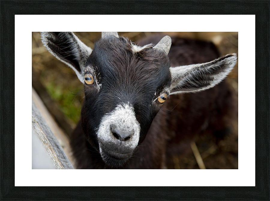 Chevre macro Picture Frame print