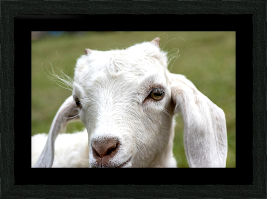 Chevre blance de M. Seguin  Picture Frame print
