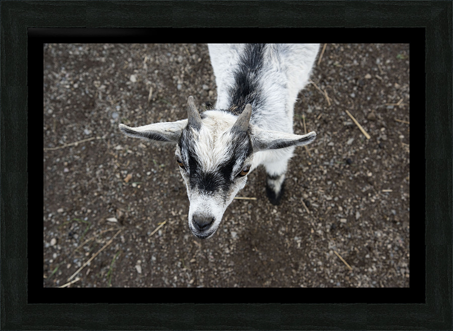 Bebe chevre Impression et Cadre photo