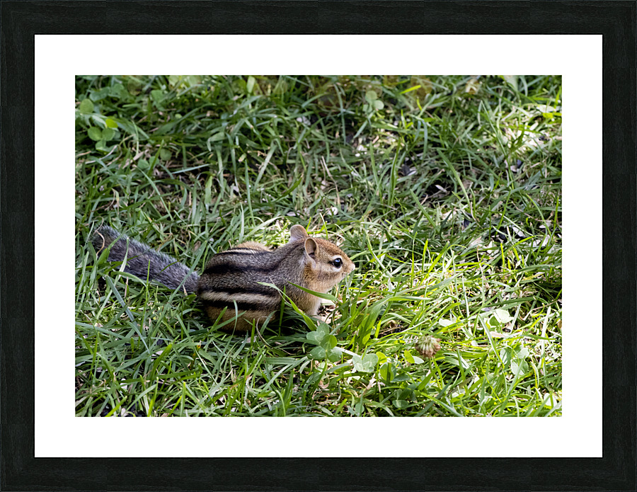 Suisse du Quebec  Picture Frame print