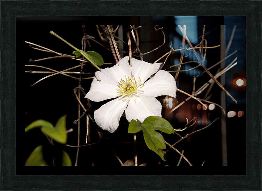 clematite des montagnes Picture Frame print