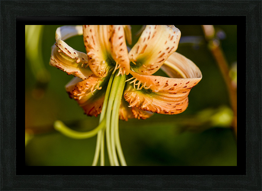 Lys macro Picture Frame print