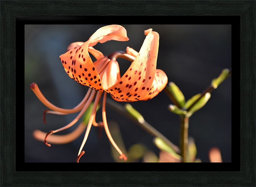 Lys au soleil dete Picture Frame print